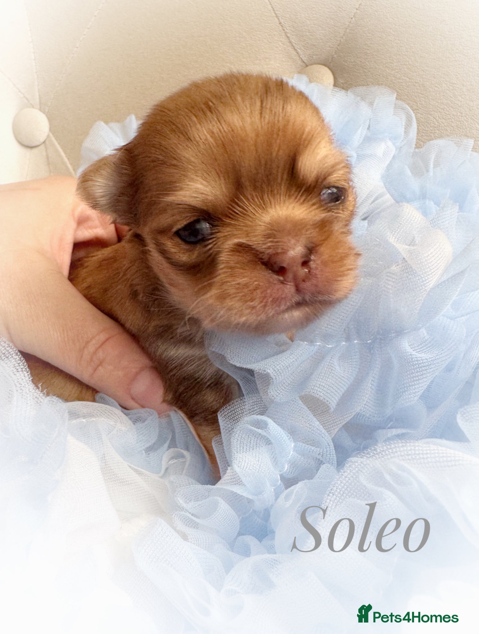 Chihuahua dogs Chihuahua puppies chocolate merle  - Advert 2