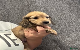 Miniature Dachshund dogs for sale: Miniature long haired CREAM boys  - Image 1