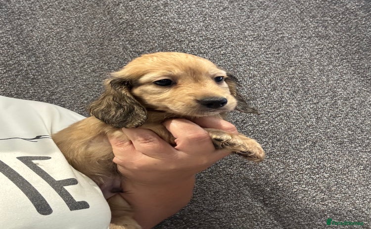Miniature Dachshund dogs - Advert 4