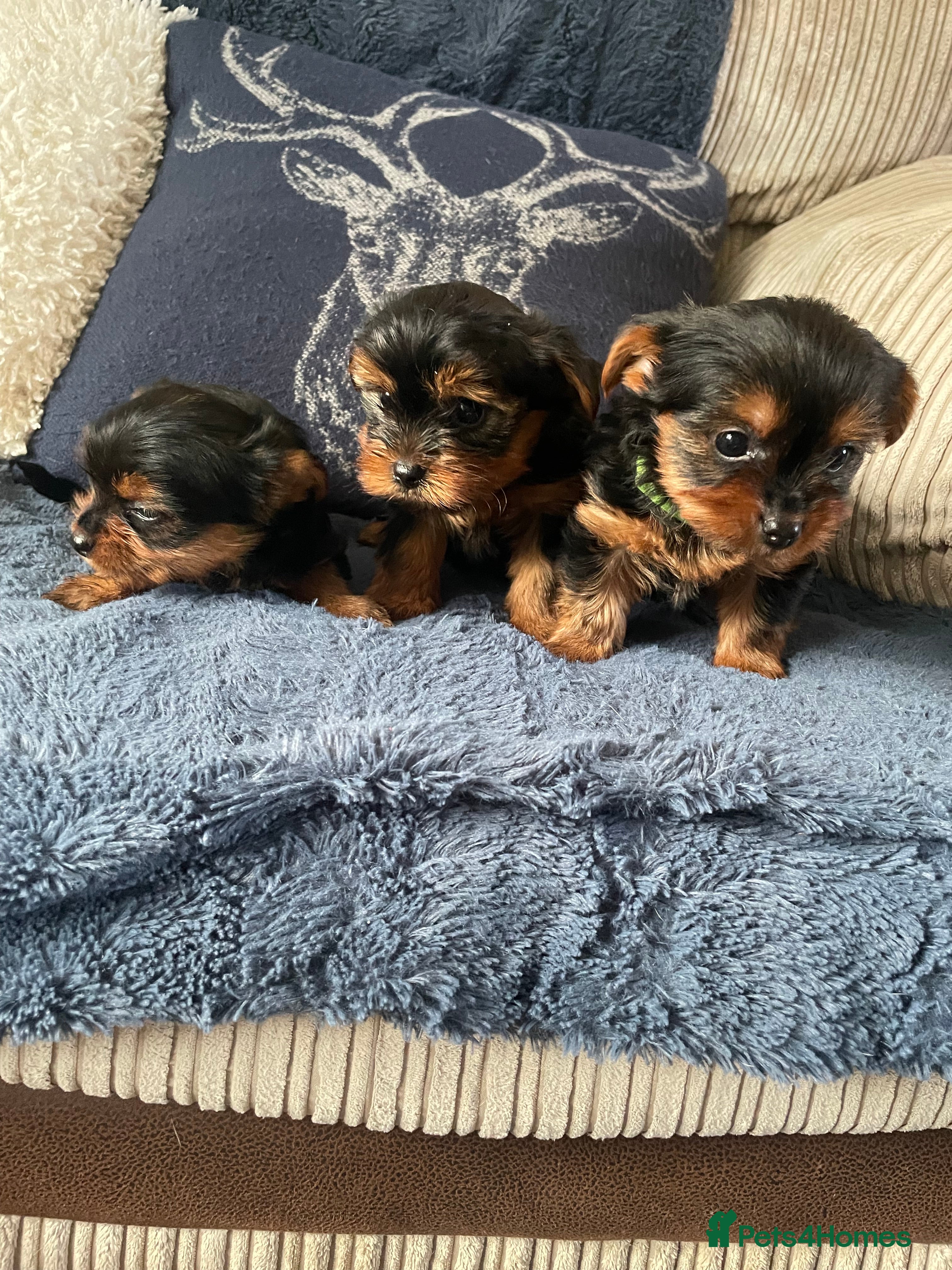 Yorkshire Terrier dogs Yorkshire terrier ready to go  - Advert 2