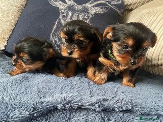 Yorkshire Terrier dogs Yorkshire terrier ready to go - Advert 2