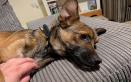 Mixed Breed dogs for adoption: Polo  - Image 9
