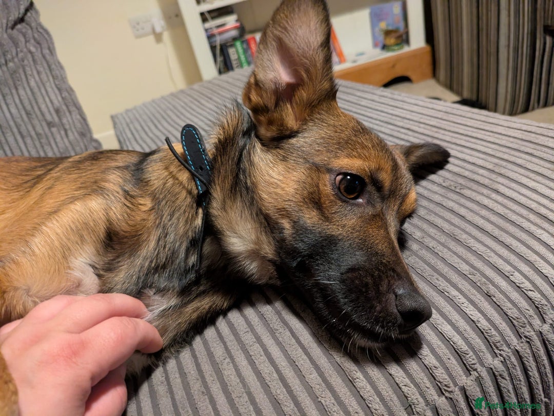 Mixed Breed dogs for adoption: Polo  - Image 9