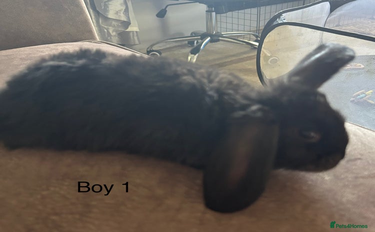 French Lop rabbits - Advert 5