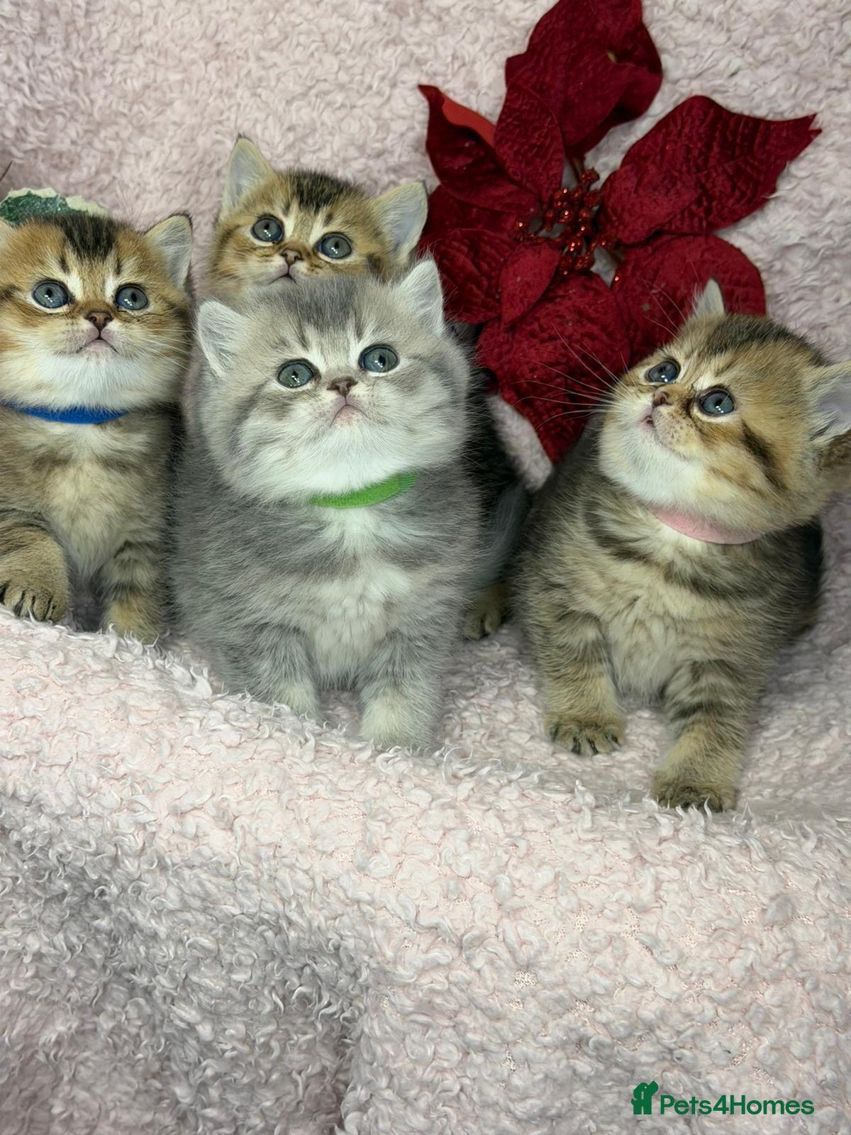 British Shorthair cats ⭐️Stunning BSH kittens GCCF registered ⭐️ - Advert 5