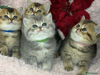 British Shorthair cats ⭐️Stunning BSH kittens GCCF registered ⭐️ - Advert 2