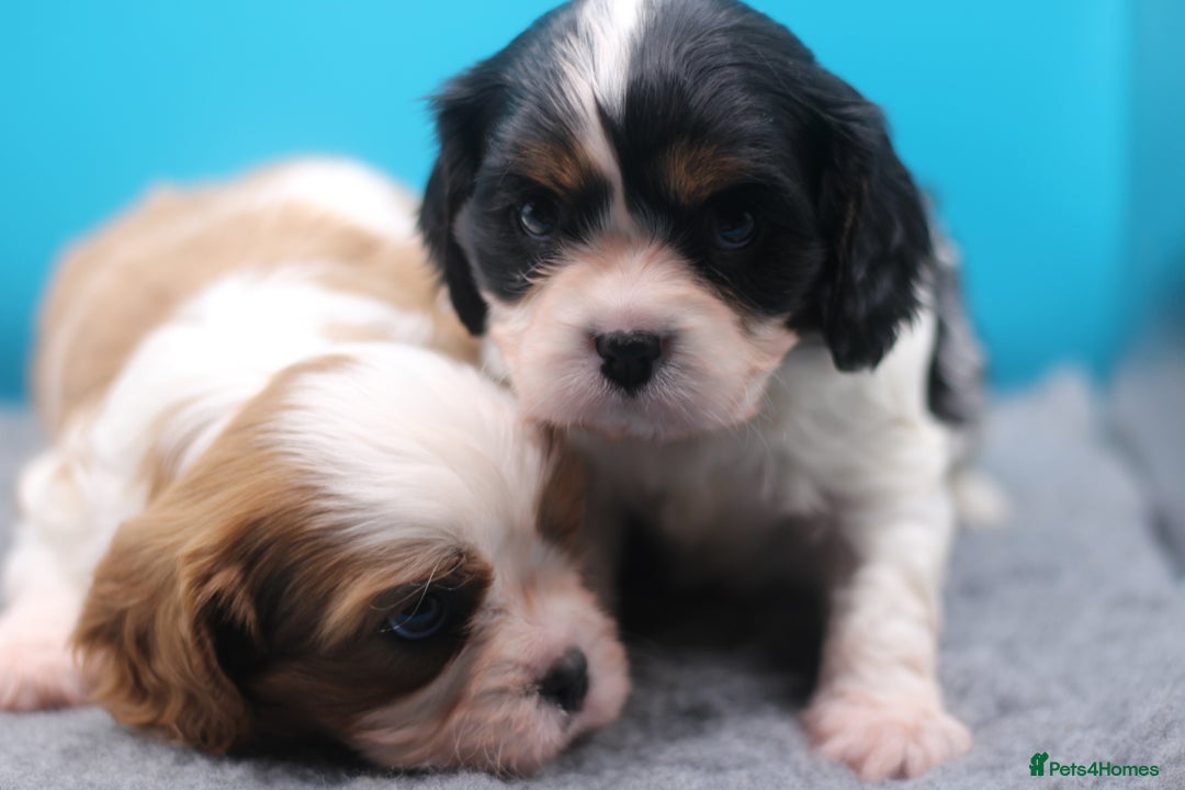 Cavalier King Charles Spaniel dogs for sale: Champion lines, heart/health tested, KC registered - Advert 5