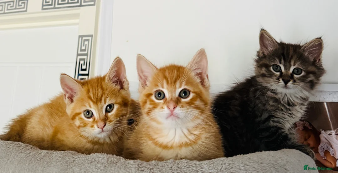 Siberian cats for sale: Beautiful Mix Siberian Kitten - Advert 1