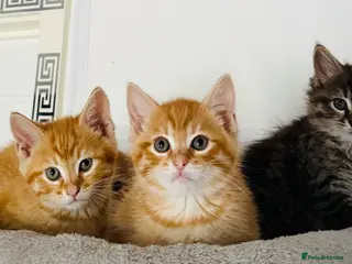Siberian cats Beautiful Mix Siberian Kitten - Advert 1