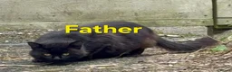 Mixed Breed cats for sale: Black fluffy kittens - Advert 13