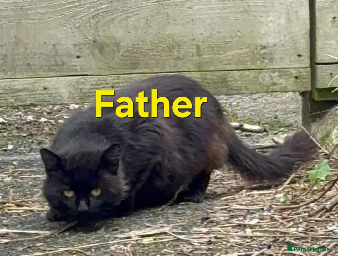Mixed Breed cats for sale: Black fluffy kittens - Advert 13