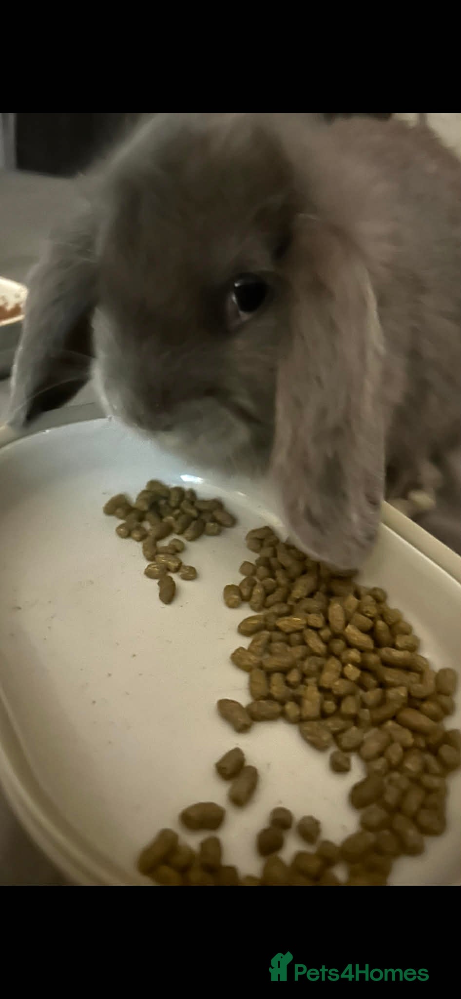 Mini Lop rabbits  Rabbits 10 weeks old and 9 months old - Advert 21