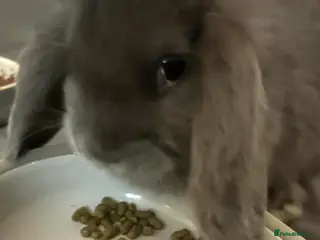 Mini Lop rabbits Rabbits 10 weeks old and 9 months old - Advert 21