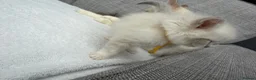 Ragdoll cats for sale: Blue lynx and blue bi colour beauties  - Advert 14
