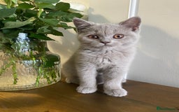 British Shorthair cats for sale: 🐾 TOP QUALLITY LILAC BSH reg GCCF purebred 🐾 - Image 20