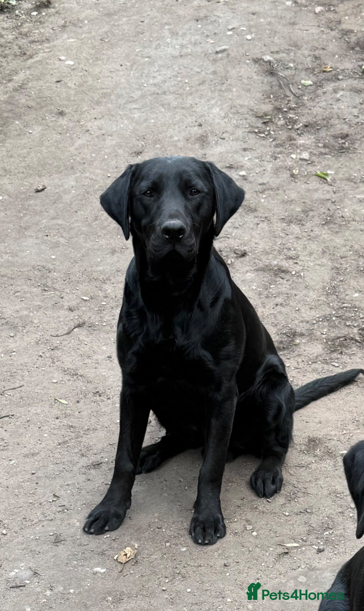 Labrador Retriever dogs Black Labrador boy proven stud  - Advert 17