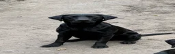 Labrador Retriever dogs for sale: Black Labrador boy proven stud  - Advert 1