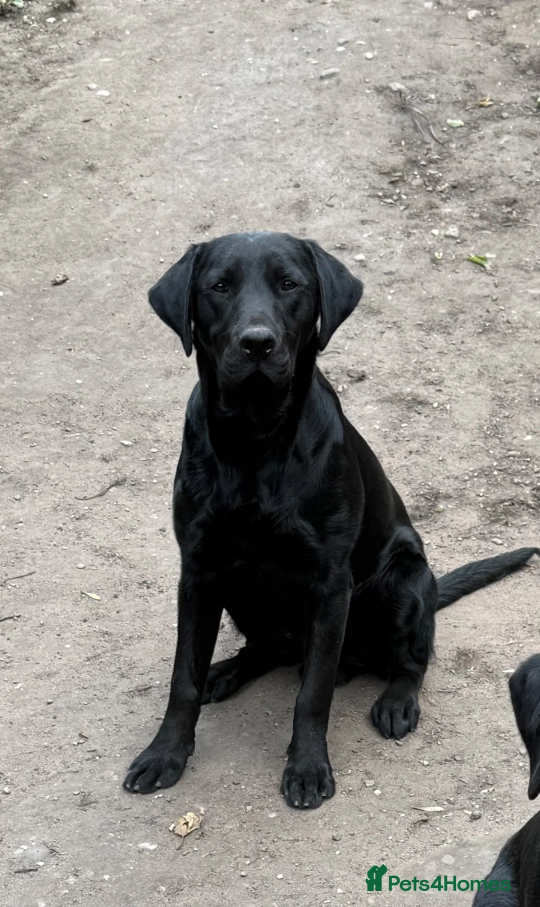 Labrador Retriever dogs for sale: Black Labrador boy proven stud  - Advert 1