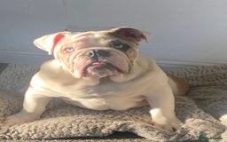 English Bulldog dogs for stud: British Bulldog Stud - First time available.  - Image 5