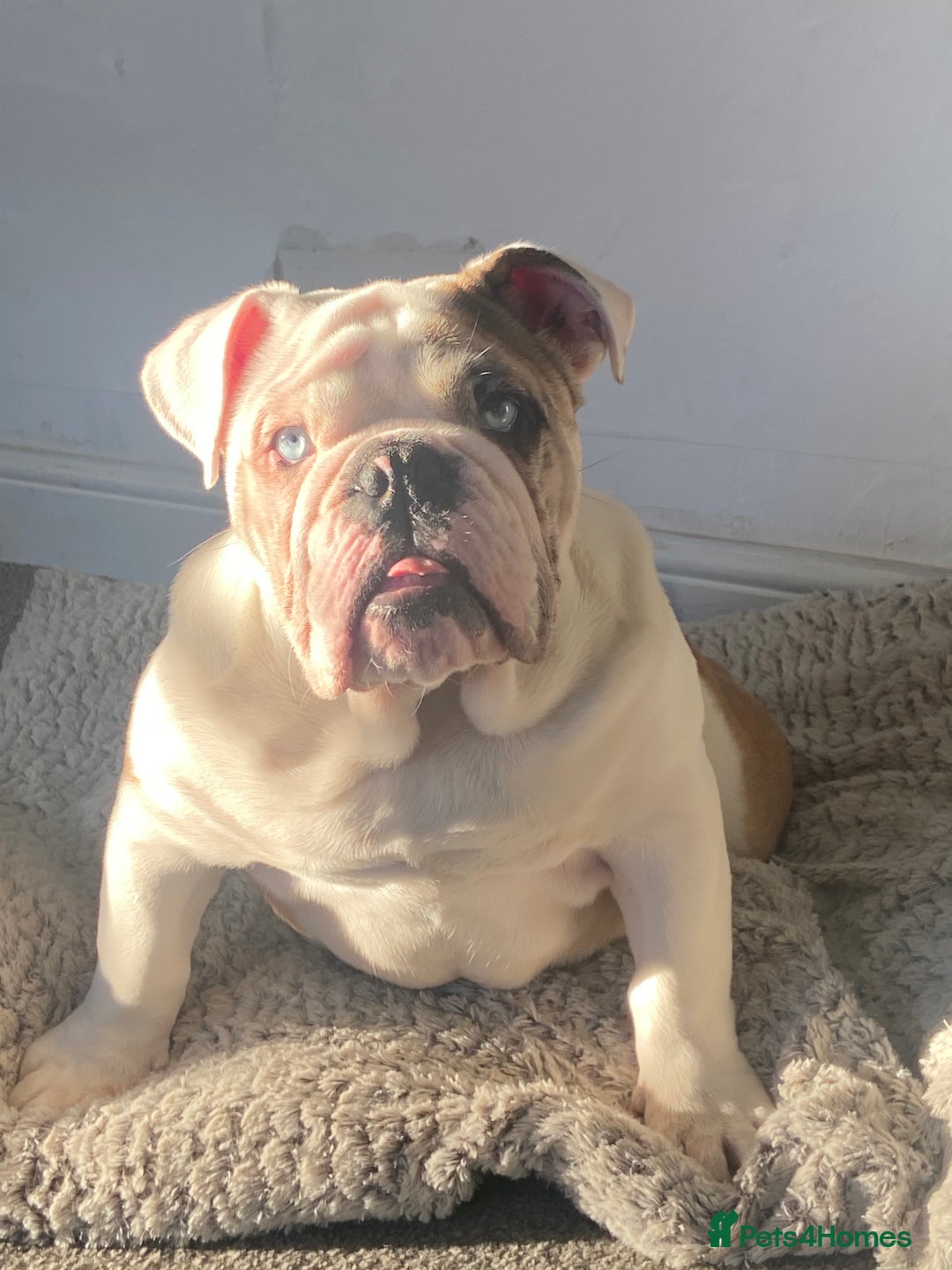 English Bulldog dogs for stud: British Bulldog Stud - First time available.  - Image 5