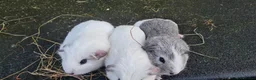 Guinea Pig rodents for sale: 3 smooth haired brothers.  - Advert 8