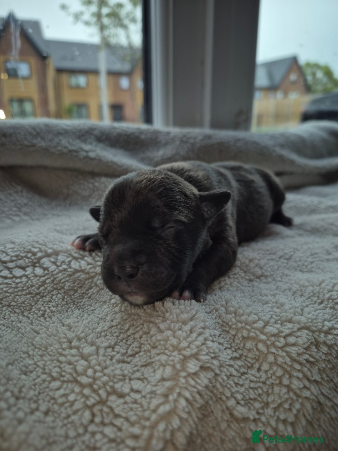 Mixed Breed dogs for sale: Red nose pittie cross cane corso cross blue staffy - Image 9