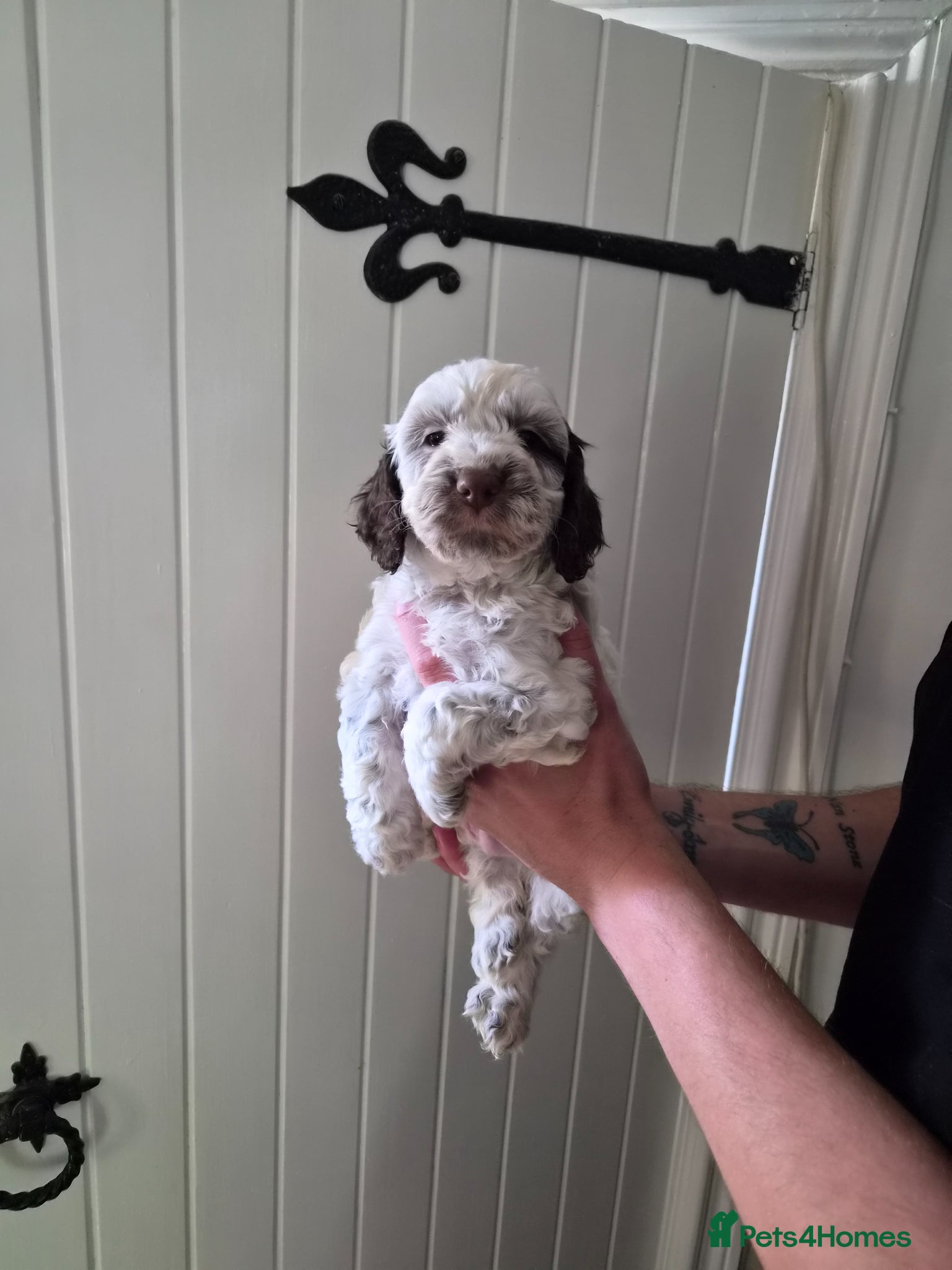 Cockapoo dogs READY NEXT WEEK Lovely F1 Cockapoo Puppies! - Advert 3