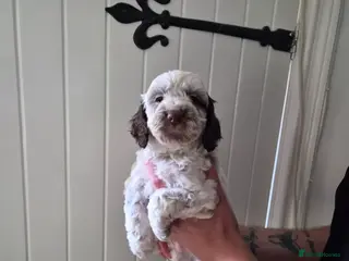 Cockapoo dogs READY NEXT WEEK Lovely F1 Cockapoo Puppies! - Advert 3
