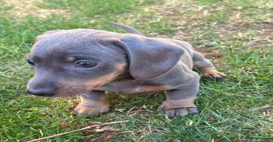 Miniature Dachshund dogs - Advert 3