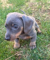 Miniature Dachshund dogs - Advert 3