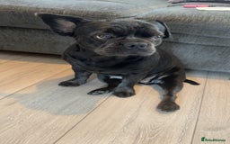Frug dogs for sale: Peppa - Image 2