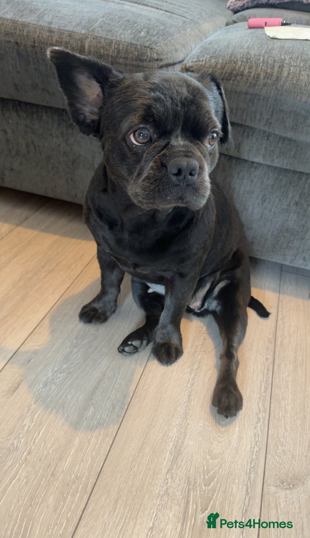 Frug dogs for sale: Peppa - Image 2