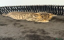 British Shorthair cats for sale: Bella’s Kittens  - Image 11