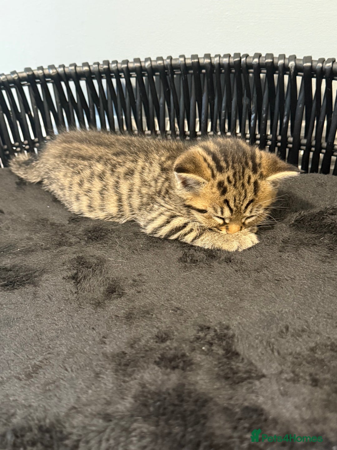 British Shorthair cats for sale: Bella’s Kittens  - Image 11