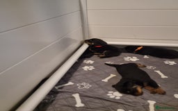 Rottweiler dogs for sale: Rottweiler  - Image 4