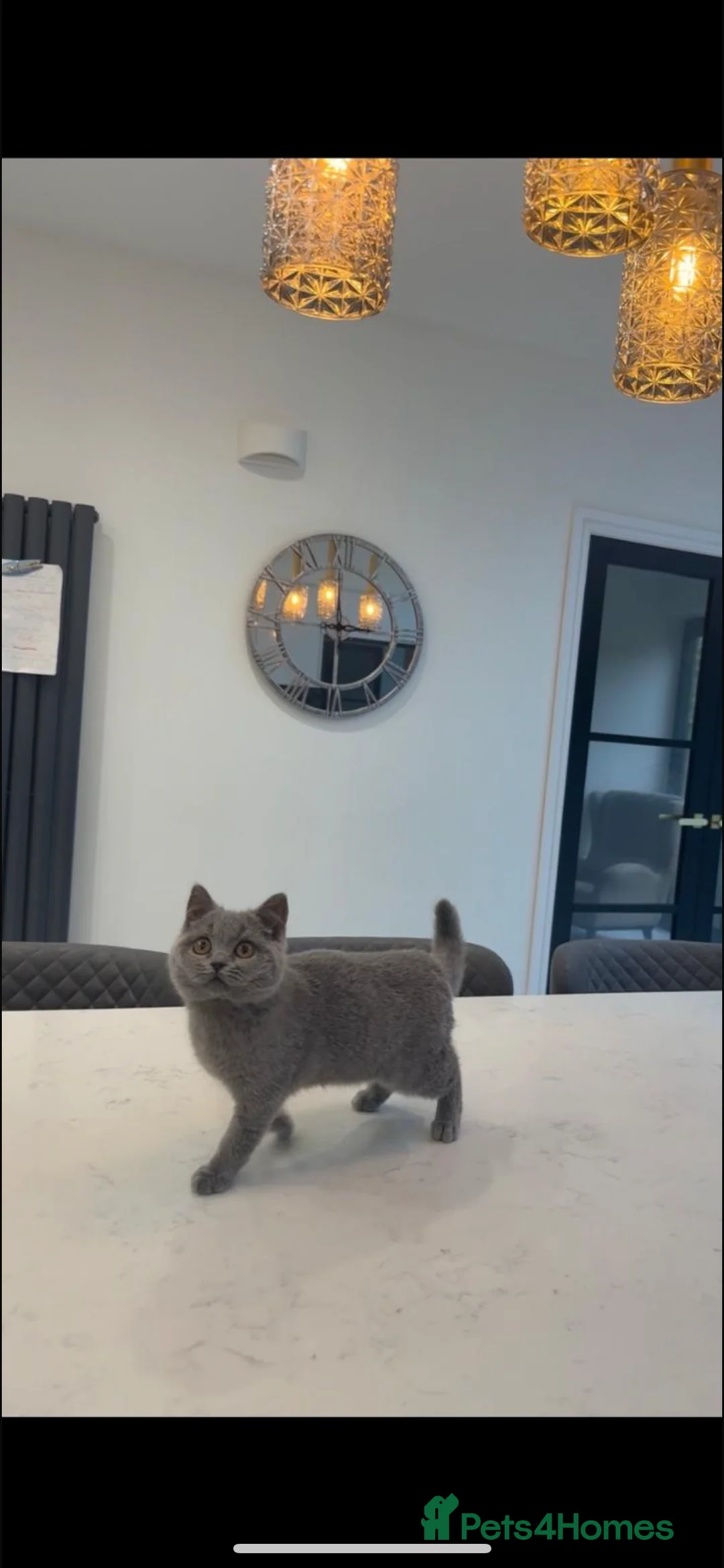 British Shorthair cats for sale: 🌈 GCCF Blue 🏆 Champion 🏆 BSH teddy bear 🧸  - Advert 3