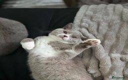British Shorthair cats for sale: Beautiful BH Bicolour Kittens. Ready now! - Image 7
