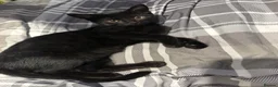 British Shorthair cats for sale: Beautiful girl in Felixstowe - Advert 4