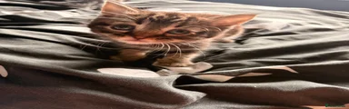 Mixed Breed Kitten 4