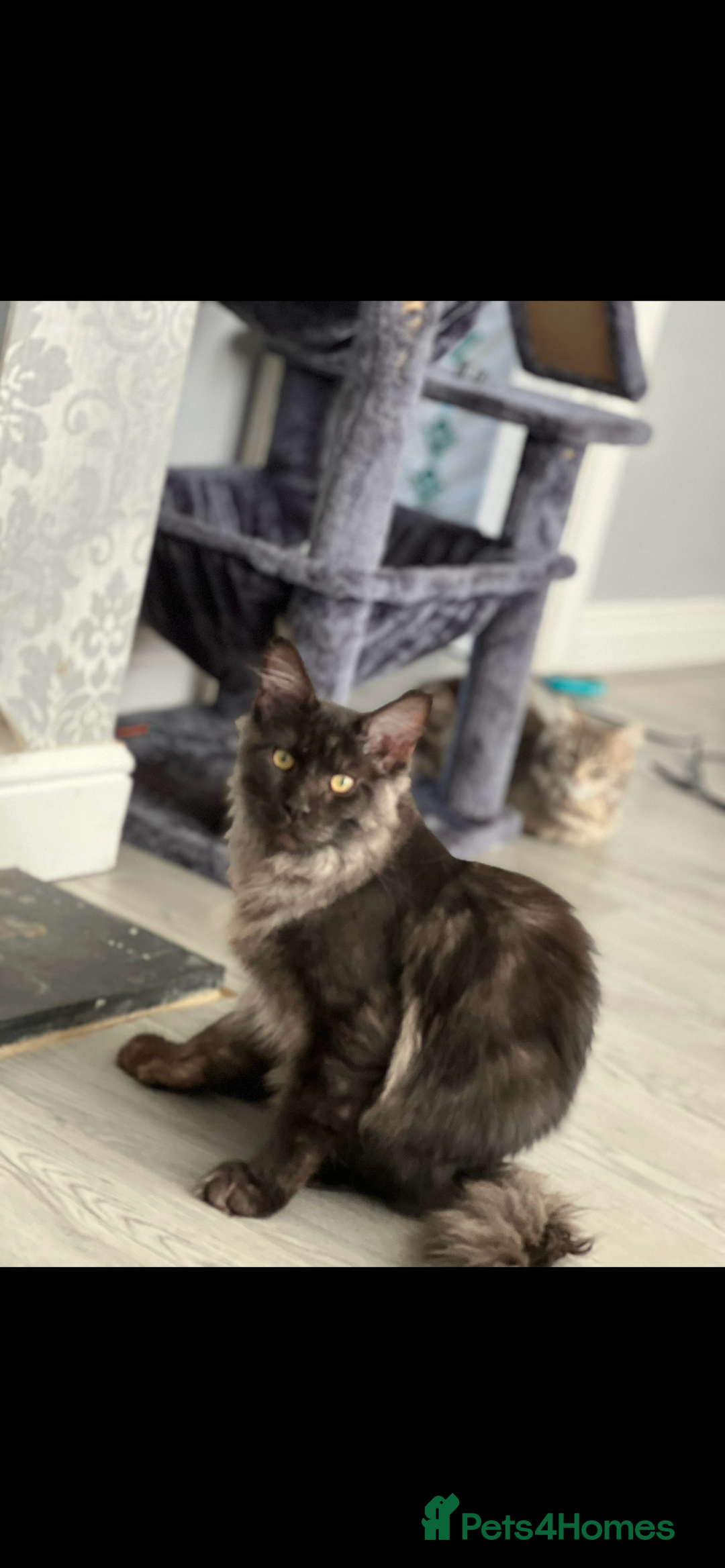 Maine Coon cats for sale: 3/4 maincoon kittens  - Advert 6