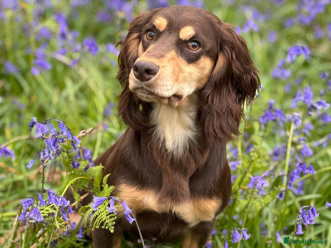 Cocker Spaniel dogs for sale: CUDDLY LITTER OF COCKER SPANIELS,TESTED PARENTS - Image 13