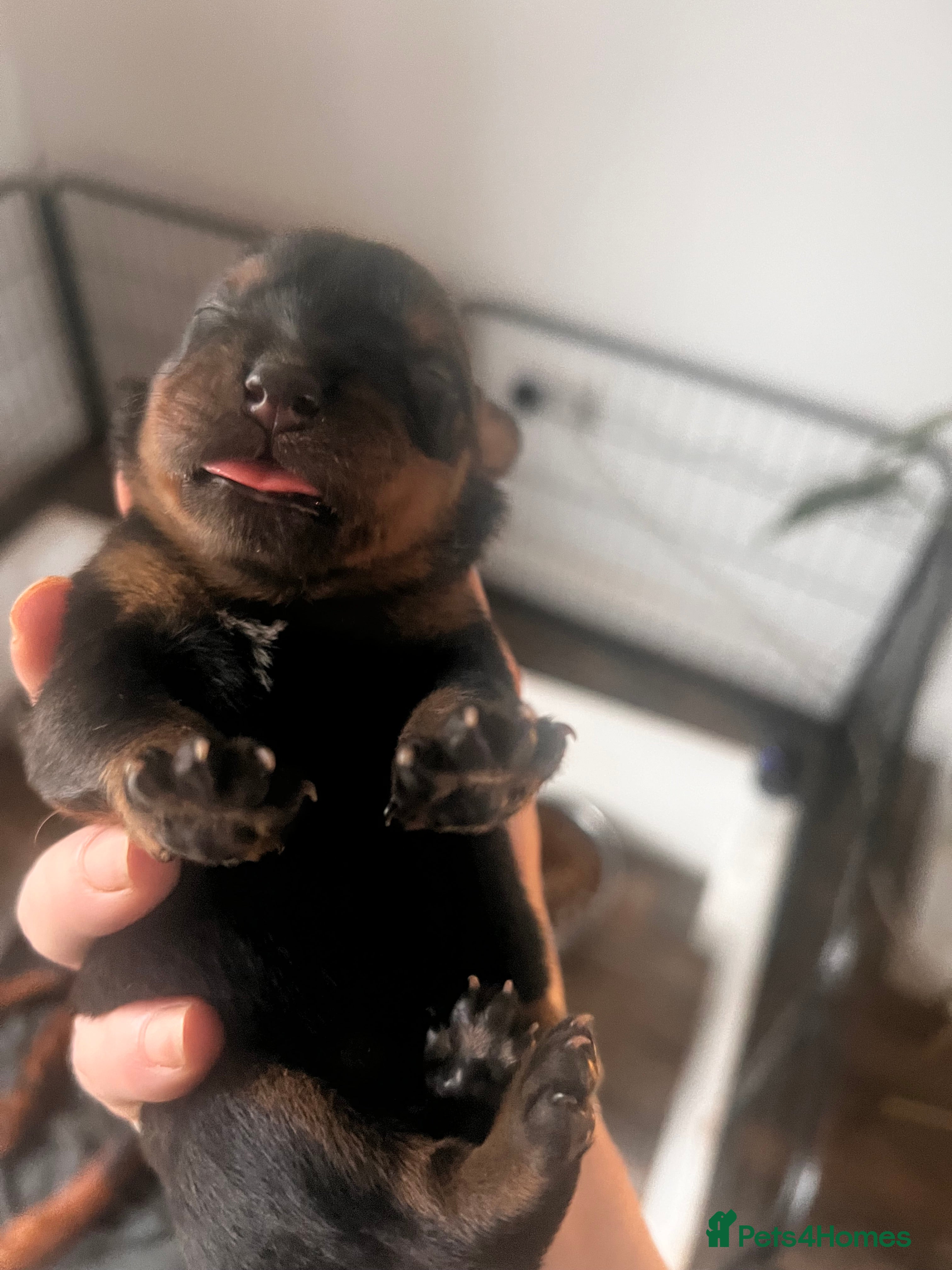 Rottweiler dogs ETTA'S BEAUTIFUL LITTER AVAILABLE TO RESERVE  - Advert 13