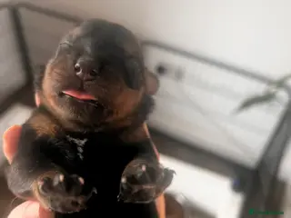 Rottweiler dogs ETTA'S BEAUTIFUL LITTER AVAILABLE TO RESERVE - Advert 13