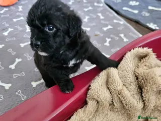 Shihpoo dogs Shiphoo puppies in Devon - Advert 3