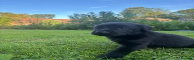 Labrador Retriever 1