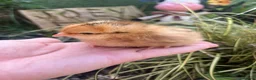 Chickens poultry for sale: Hybrid Chicks - Guaranteed Hens  - Advert 4