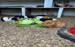 Guinea Pig rodents for sale: Beautiful Baby Guinea Pigs🐹 - Image 16