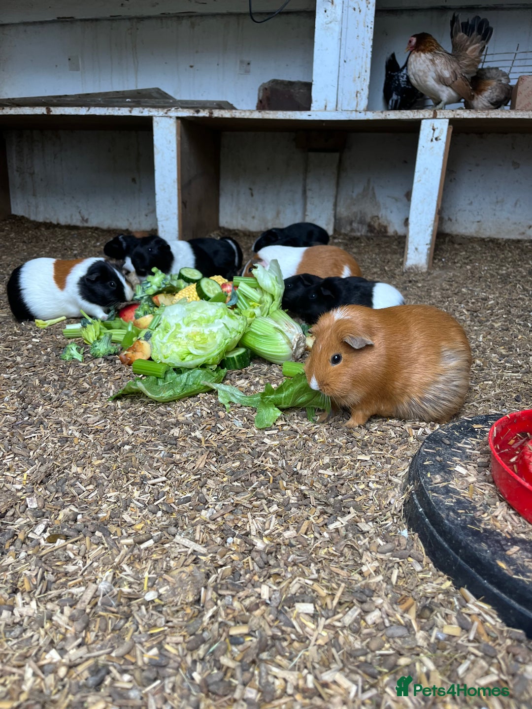 Guinea Pig rodents for sale: Beautiful Baby Guinea Pigs🐹 - Image 16