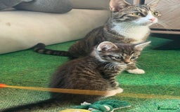 Domestic Shorthair cats for sale: Little girl kittens for sale - Image 2