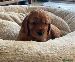 Cocker Spaniel dogs Beautiful female golden cocker spaniel - Advert 13